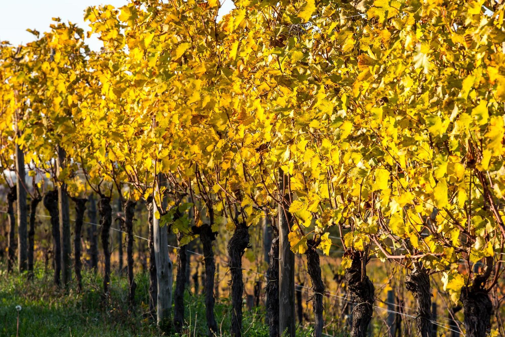 Azienda Agricola Moschioni Cividale del Friuli エクステリア 写真
